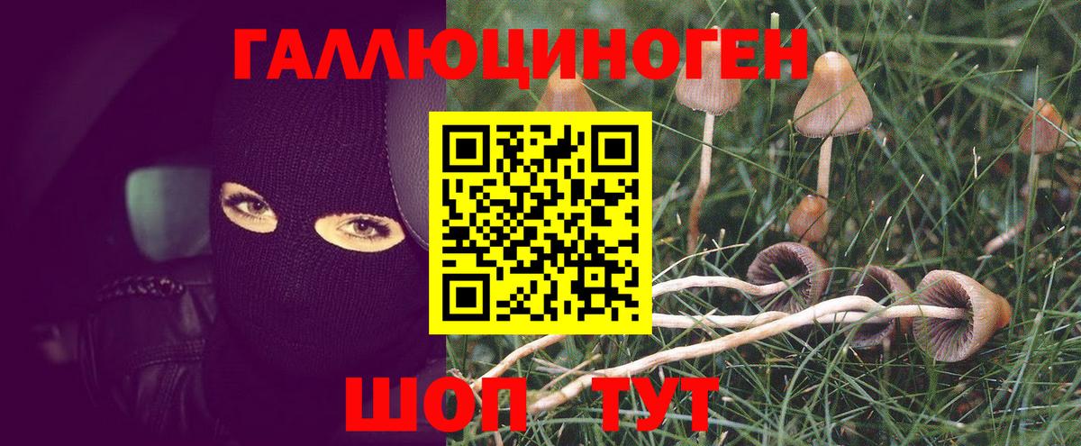 Псилоцибиновые грибы Psilocybine cubensis Сунжа